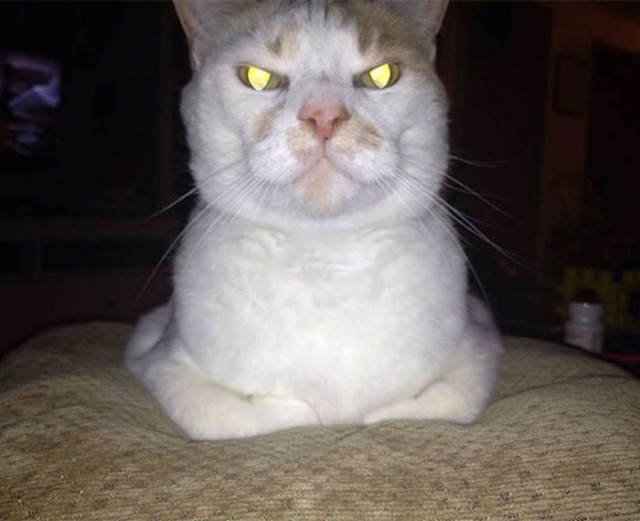 Коты и Кошки