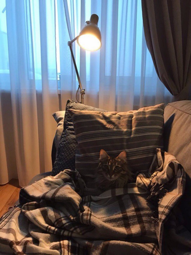 Коты и Кошки