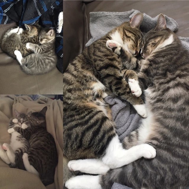 Коты и Кошки