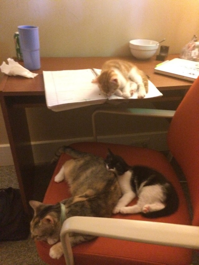 Коты и Кошки