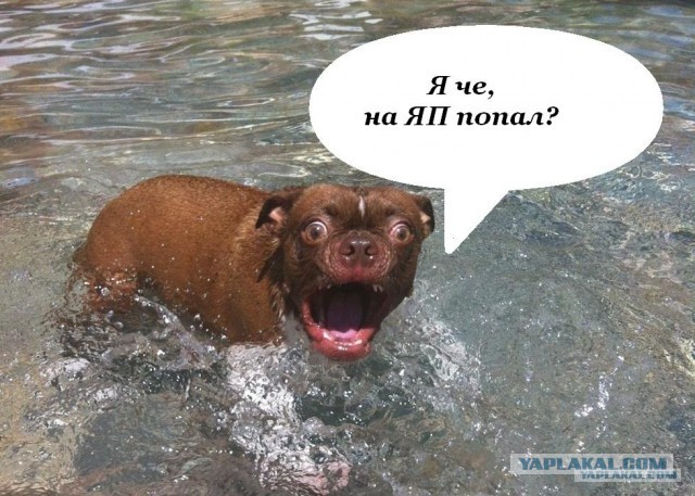 Жабельный собакен