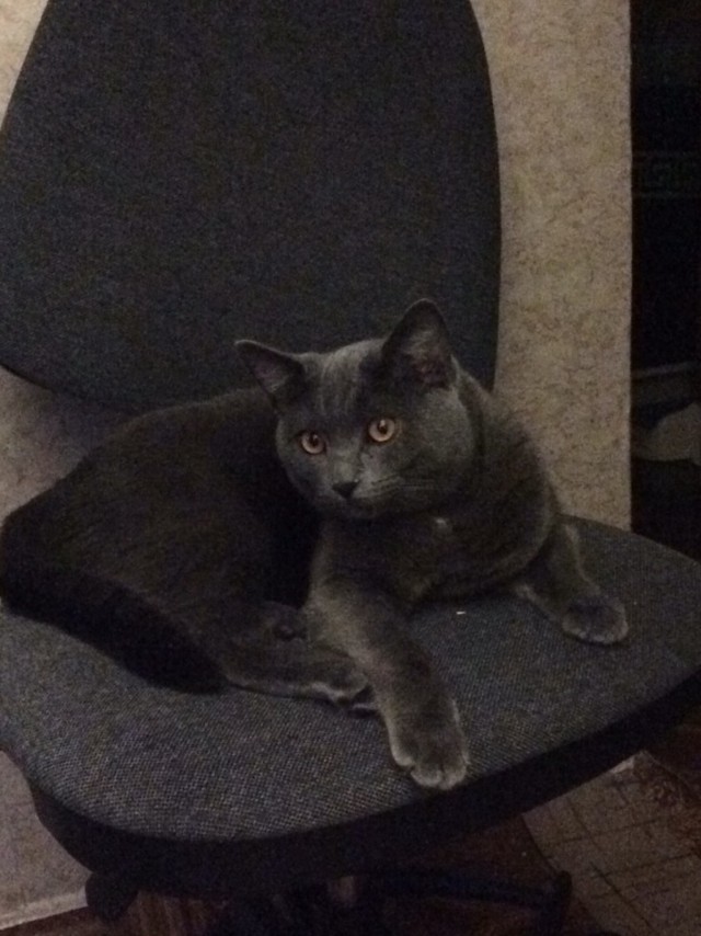 Котовторник