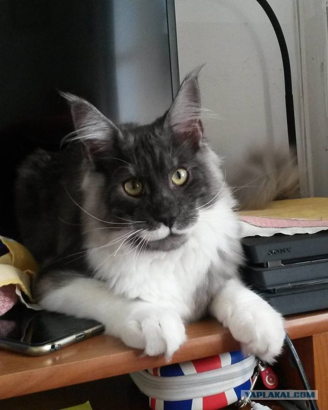 Котовторник 31.10.2017