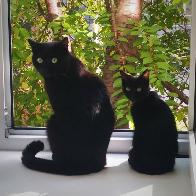 Коты и Кошки