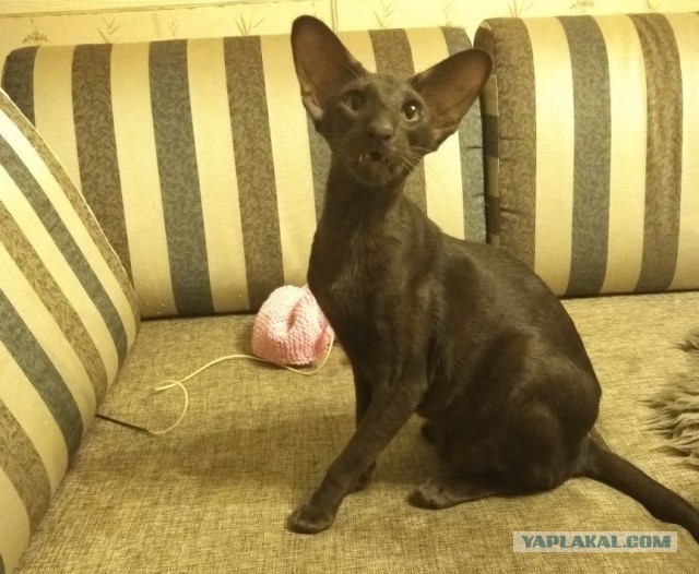 Ушастые кошки
