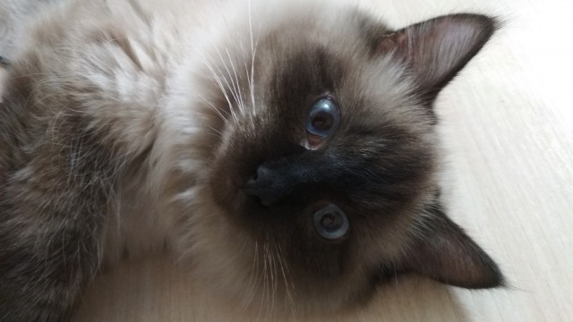 Котовторник 13.03.2018