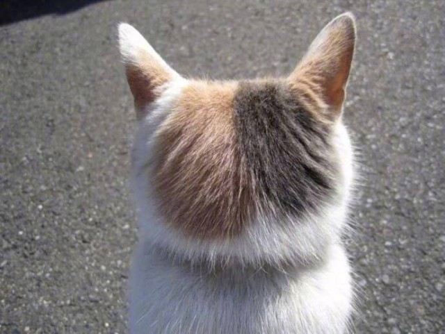 Прикольных котов пост