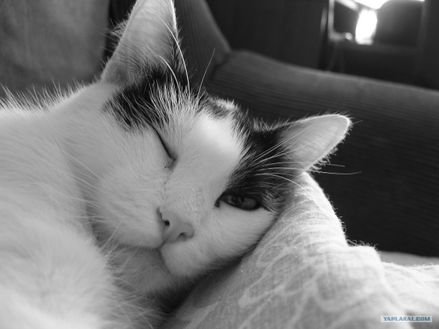 Котовторник, для любителей кошек