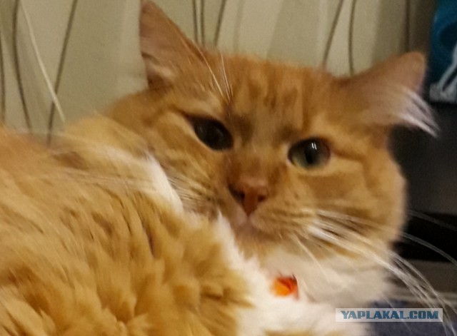 Для чего созданы коты