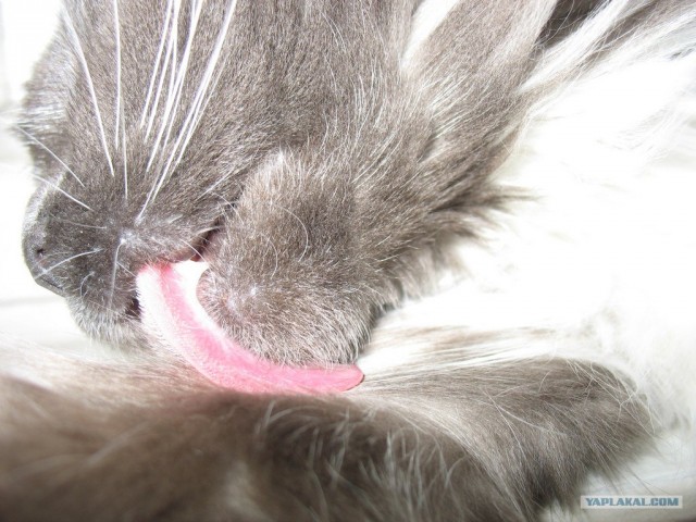 Котовторник так котовторник!