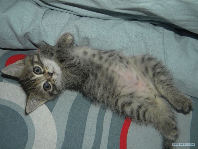 Котовторник (10.01.2012)