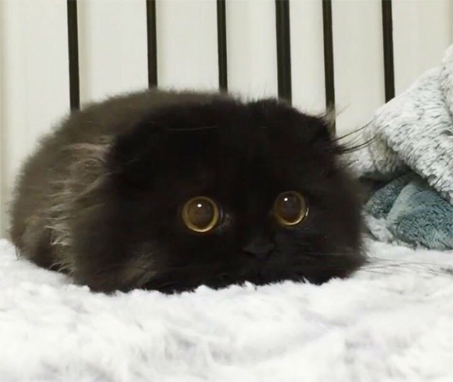 Прикольных котов пост