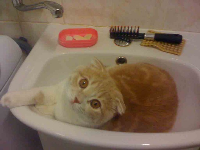 Котовторник! 13.03.2012
