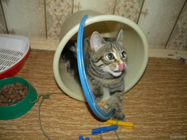 Котовторник 1 мая 2012