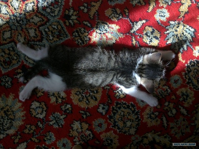 Котовторник 24.07.2012