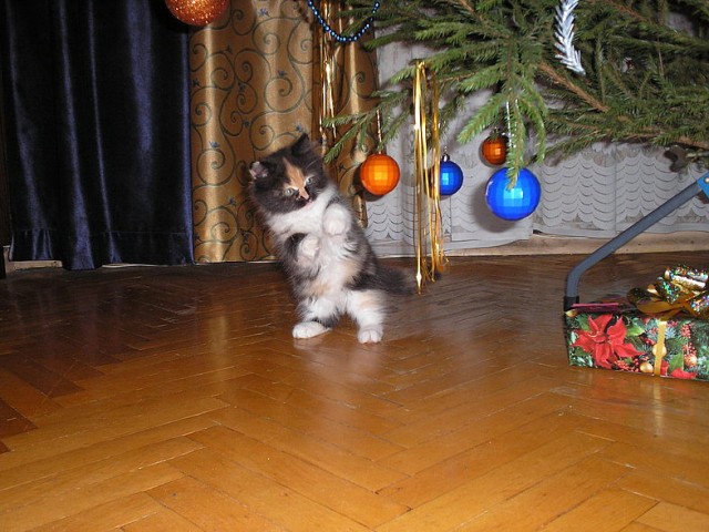 Котовторник  21.08.12