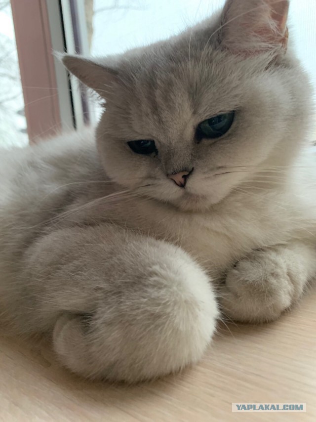 Котовторник 29.01.2019!