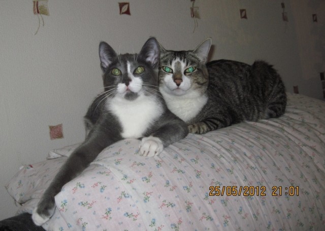 Котовторник  16.10.12