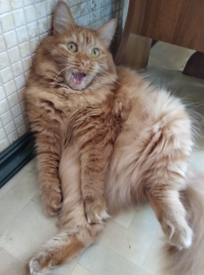 Просто мой кот