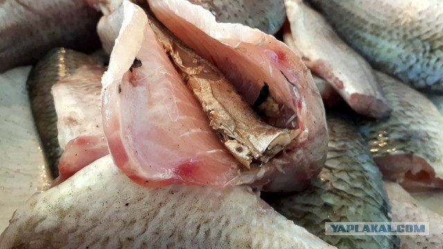 Караси и шпроты.