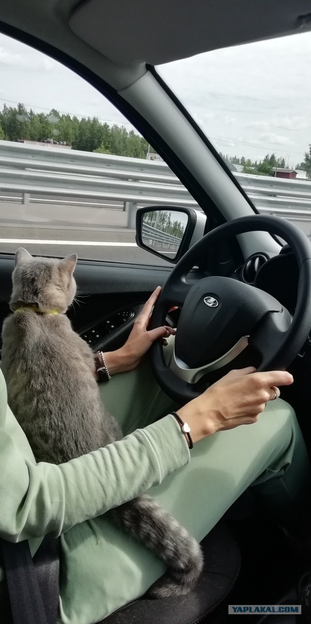 По просьбам в теме ниже. Реальный котовторник!
