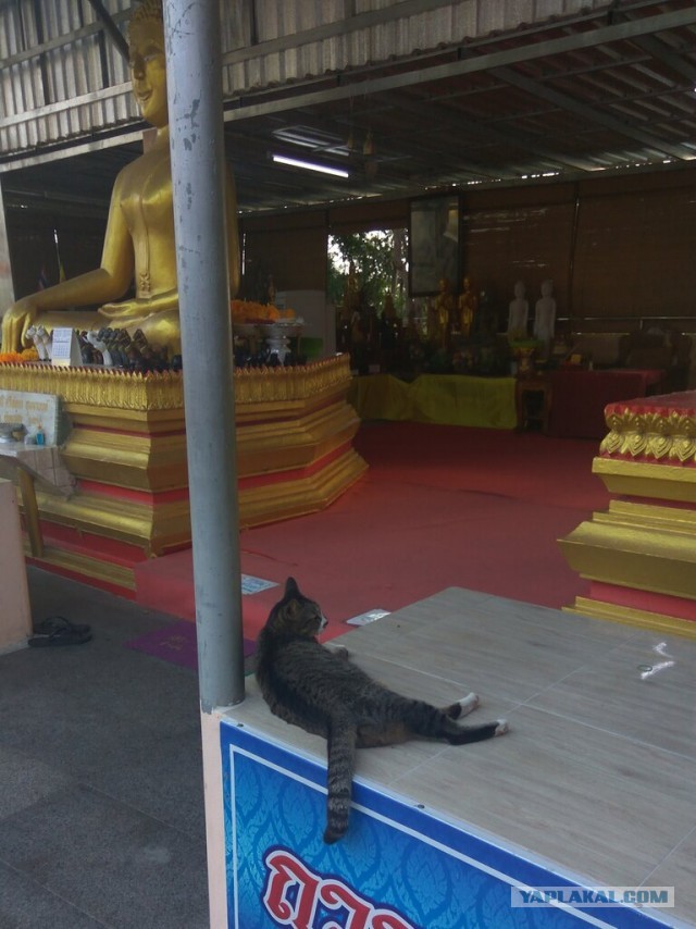 Буддисткие коты