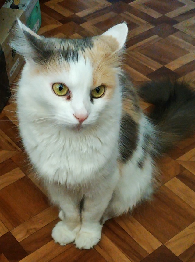 Котовторник. Знакомьтесь, Мася
