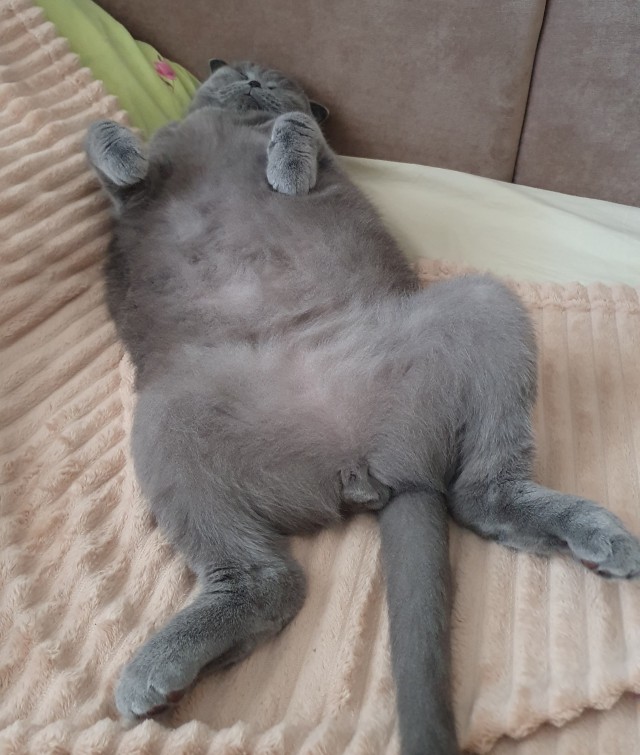 Котокартинки и котобуквы