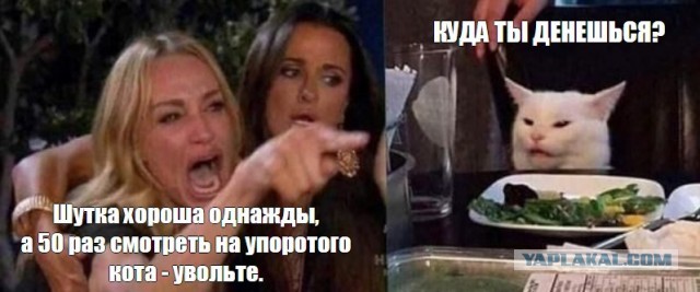 Кота не переубедить