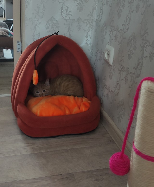 С котовторником!