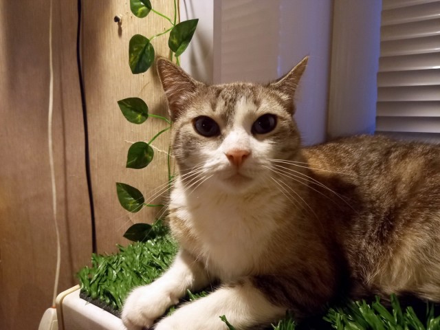 Погнали! С котовторником, други!
