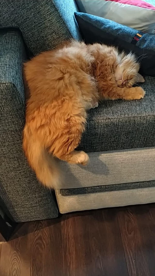 Котовторник