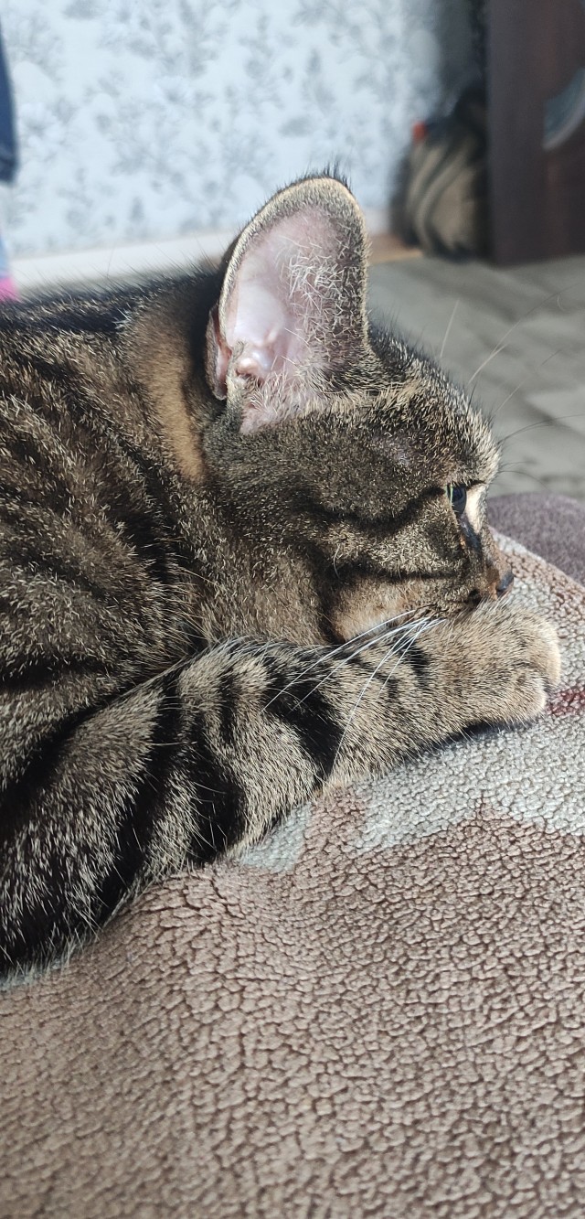 Котовторник. Кошка по имени Овца!