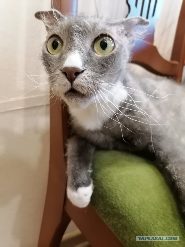 Котовторник 19.07.22