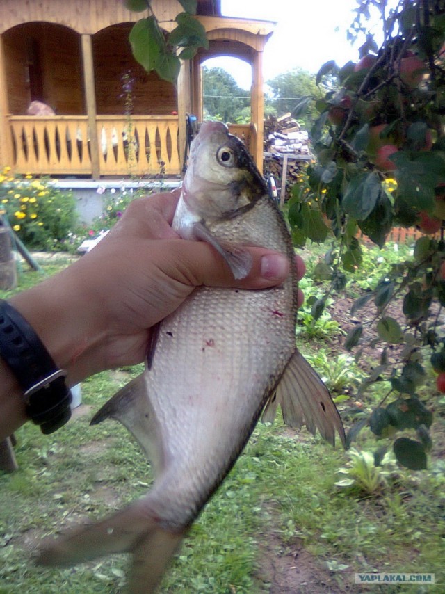 Рыбалки псто