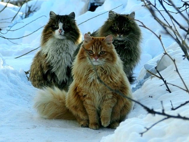 "Мой" котовторник