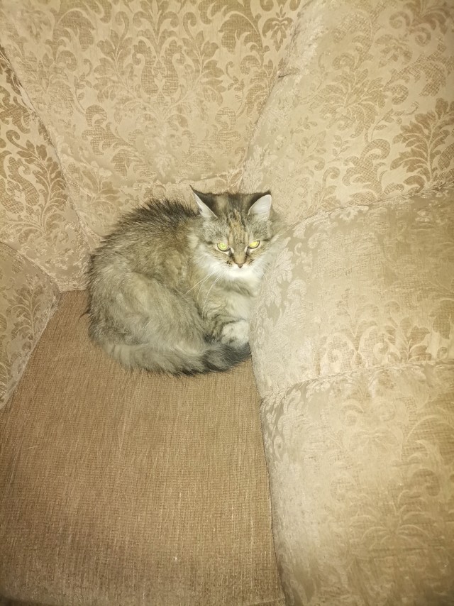 С Котовторником вас! Зовут Чеса!