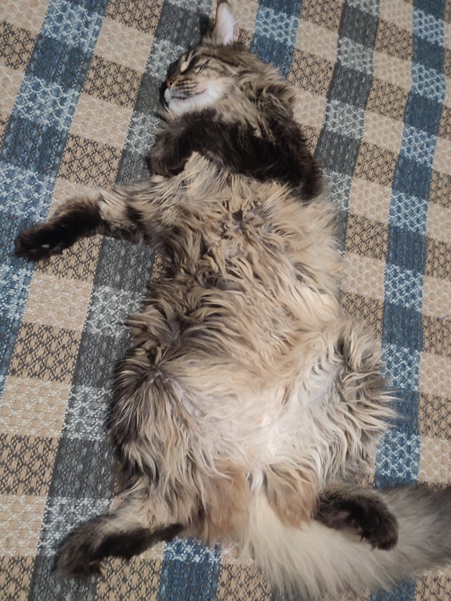 Жестокое убийство котика!