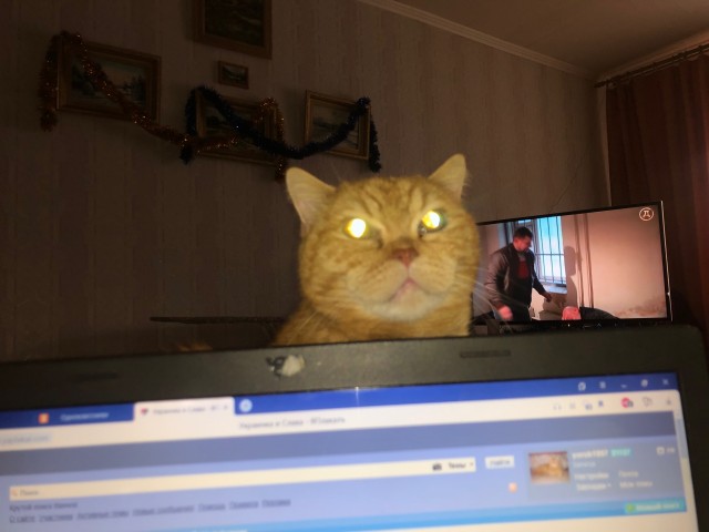 Котодракула