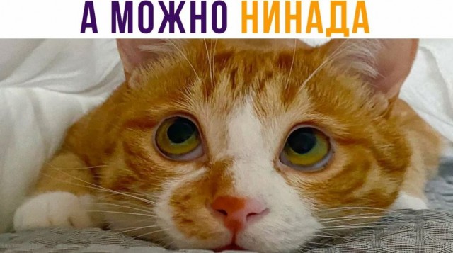 Победная поступь идиотизма по планете – том 9