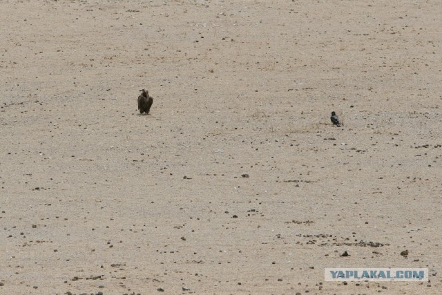 В Монголию на мотоциклах 2006