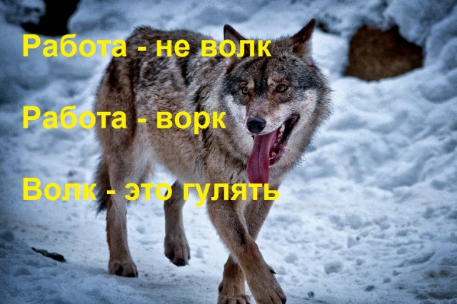 Бесит, когда срёшь на рельсы, показывая дух бунтарства и свободы, а тебе мешают волки