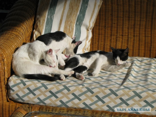 Котовторник 16.04.2013