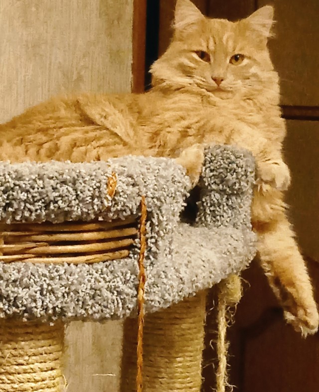 Котовторник Рыжих