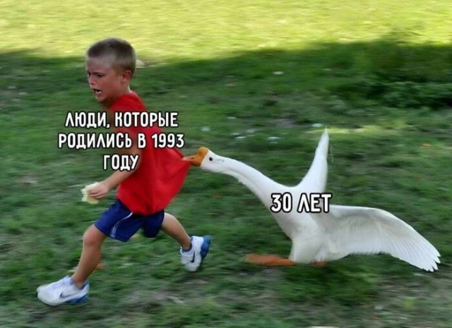 Гусь вялый