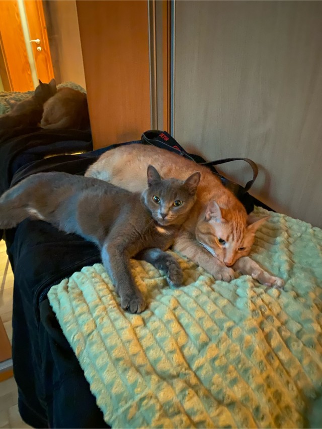 Первый Котовторник 2024