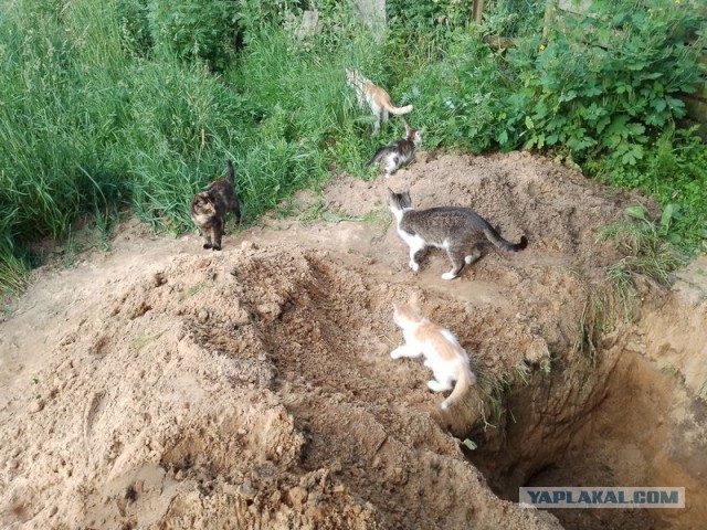 Жизнь домашнего приюта для котеек 499