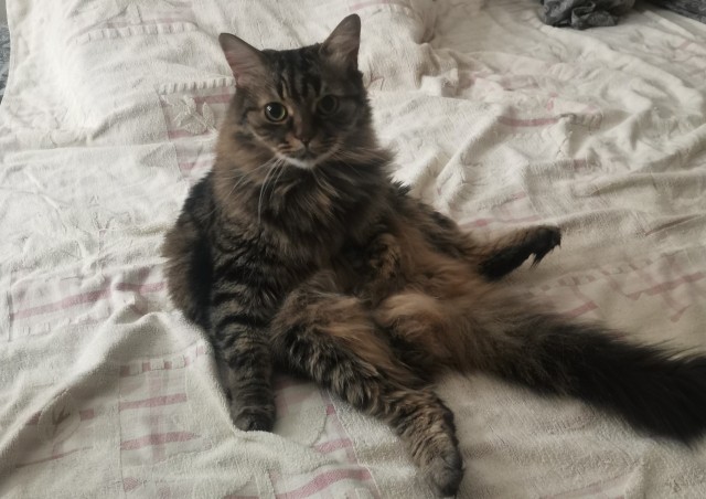 Котовторник!