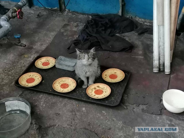 Коты, которые работают на заводах