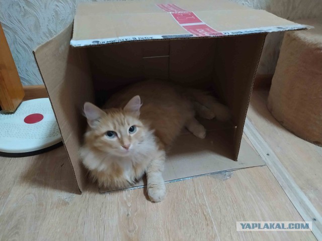 Коробочки наше фсё